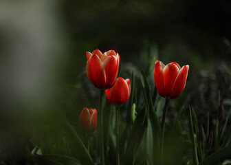 red tulips on a dark background, spring flowers
