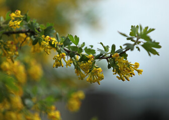 spring blackcurrant bloom, yellow branches with flowers
