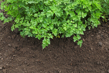 young green parsley in the garden close-up photo
