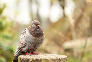 Pigeon stands on the stump, blurred background of city park - 597108048