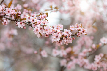 Background of branch  of  blooming cherry tree - 597108065