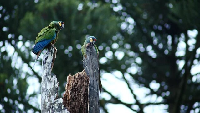 Green Macaw in Serra da Mantiqueira