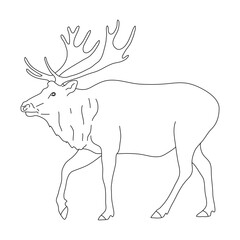 Sketch of Elk drawn by hand. Vector hand drawn illustration.