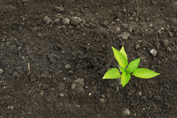 young sweet peppers in a garden bed, growing vegetables at home without fertilizer
