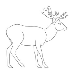 Sketch of Deer drawn by hand. Vector hand drawn illustration.
