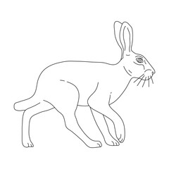 Sketch of Hare drawn by hand. Vector hand drawn illustration.
