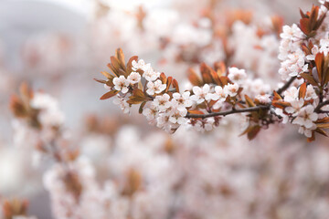 Branch of cherry tree on the blurred background of blooming cherry - 597108247