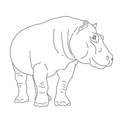 Sketch of Hippopotamus drawn by hand. Vector hand drawn illustration.