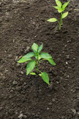 young sweet peppers in a garden bed, growing vegetables at home without fertilizer
