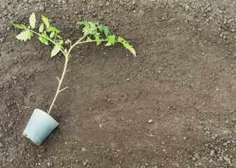 young tomatoes in the garden, growing vegetables without fertilizers
