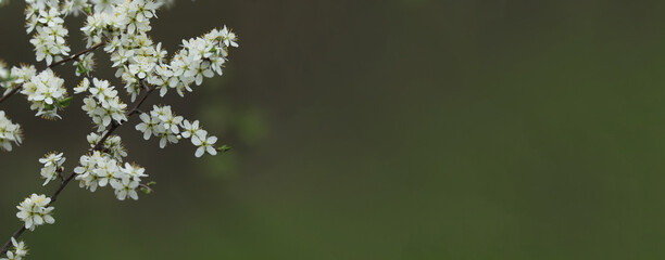 horizontal banner with blossoming branch of cherry or plum tree in spring on green background
