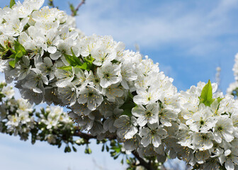 blossoming cherry branch in spring against the blue sky

