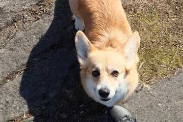 A corgi dog is looking up into the camera. A closeup photo of a dog's face. The dog has a golden white fur, big ears and brown eyes. It is a sunny spring day.