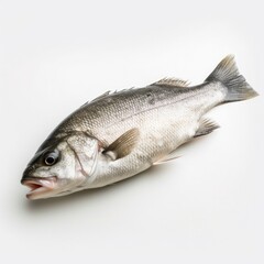 Fototapeta premium Sea Bass fish isolated on white. Generative AI