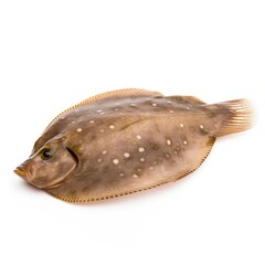 Sole fish isolated on white. Generative AI