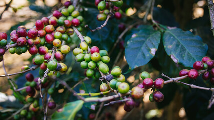 Fresh coffee. Red berry branch. coffee beans berries cherries on coffee tree's branches at coffee plantation