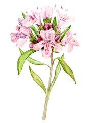 Watercolor drawing of broadleaf thyme, isolated on white background. Botanical hand drawn illustration. Fragrant kitchen herb for herbal tea. Ingredient of mediterranean cuisine.