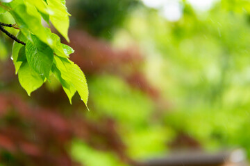 雨と新緑の葉