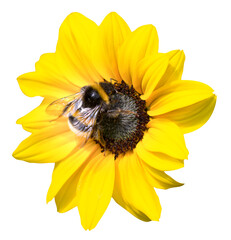 Sonnenblume mit Hummel. Isolierter Hintergrund.
Freigestelltes Bild von einer gelben Sonnenblume mit einer Hummel.
Hintergrund für Tapeten, Einladungen, Leinwandbilder, Grußkarten etc.