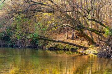 Tree branches hanging over a river with Autumn colours reflected in the water