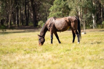 Naklejka na ściany i meble Beautiful horses grazing on grass in a field. Grey horse in the trees on a farm
