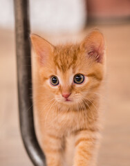 Beautiful curious ginger tabby kitten on beige blurry background. Felis silvestris catus. Closeup a cute small house cat 8 weeks old standing by chair metal leg. Wide-eyed timid feline pet front view.