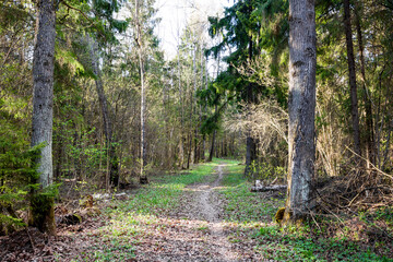 Walking path in the mixed forest
