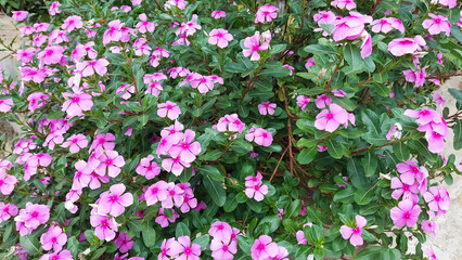 Catharanthus roseus a herbal plant known as Madagascar periwinkle or annual vinca