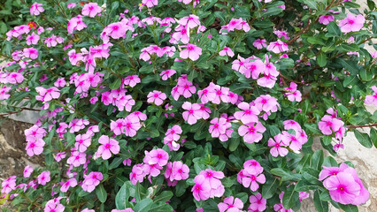 Catharanthus roseus a herbal plant known as Madagascar periwinkle or annual vinca