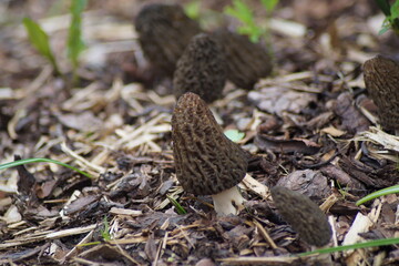 Group of pointed morels on bark mulch