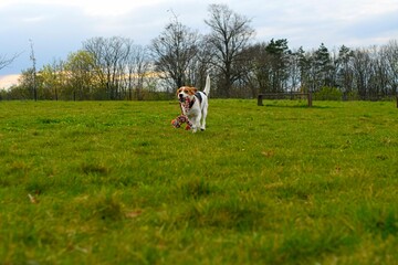 Playful dog with a toy in the meadow. Beagle with dog toy. Active dog with tug of war toy.
