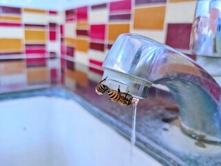 higher temperature. make bees thirsty. until he had to go find water from a human faucet Unlike...