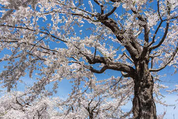 五稜郭公園の桜