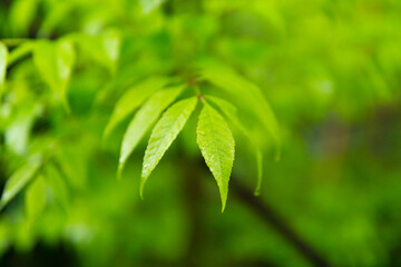 Fototapeta na wymiar 雨と新緑の葉