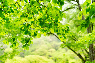 Fototapeta na wymiar 雨と新緑の葉