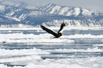 北海道、羅臼の流氷の海を自由に羽ばたくオオワシ