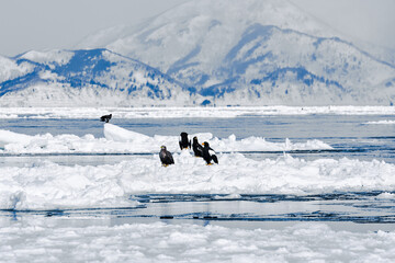 北海道、羅臼の海で、流氷と鷲
