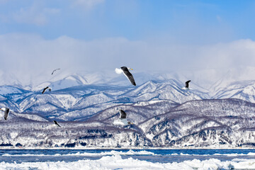 北海道羅臼、雪山を背景に、雪と流氷の凍った海で自由に飛び回るカモメ © yoshi
