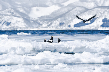 北海道、羅臼の海と流氷と鷲
