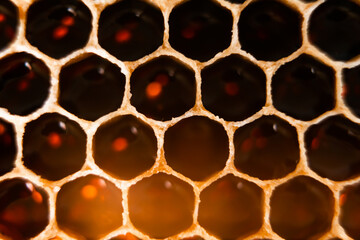 Close-up of bee honeycombs of geometric hexagonal shapes full of delicious honey. Beekeeping, apiculture, bee farming.
