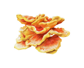 Chicken of the woods illustration. The chicken mushroom isolated. Sulphur shelf. Chicken fungus. Laetiporus. Edible fungi collection. Foraging