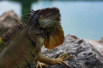Iguana, American iguana is a lizard reptile in the Iguana in the iguana family. And in the subfamily Iguanidae. Miami