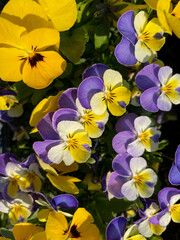 Yellow and purple blue Viola Cornuta pansy spring flowers directly above view, floral wallpaper background with blooming pansies