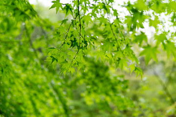 Obraz premium 雨と新緑の葉