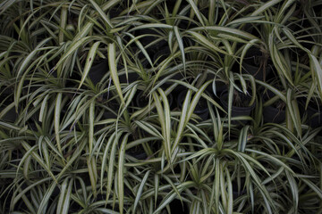 green moss background