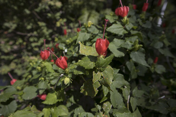 red rose in the garden