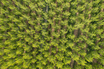 Aerial photographic shot of a poplar forest in spring