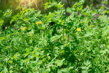 Yellow flowers of celandine in nature on a sunny day. Medicinal plant. Selective focus on blooming flowers in summer.