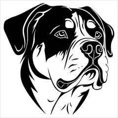 Rottweiler in vector style, isolated on white.