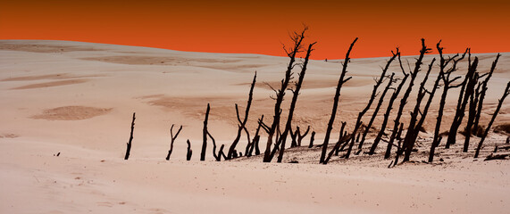 Surreal looking tops of dead trees under the shifting sand dune of Leba, Poland, with a mounted sky...